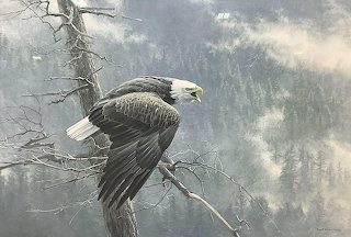 Robert Bateman Eagle
