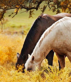 2 horses