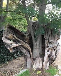 Tre within a tree