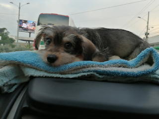 niño benji