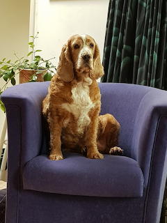 cocker