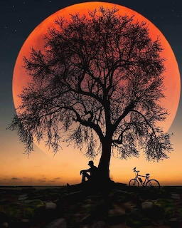 Albero