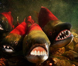 Spawning Salmon