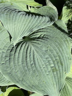 Hosta