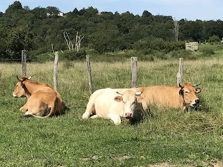 Vaches à Cambo les Bains