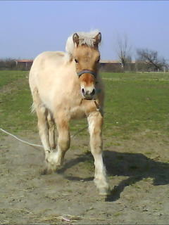 POULAIN