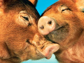 Dieren