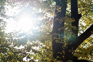 2020-10│autumn sunlight