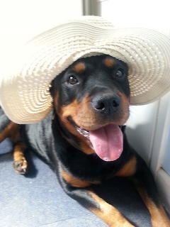 Rotti in hat