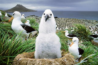 Black-Browed Albatross