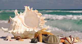 Shells