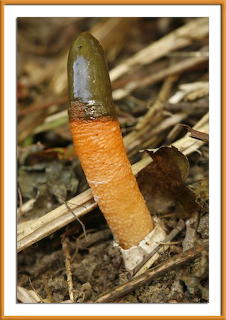 Stinkhorn Mushroom
