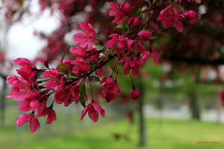 Spring Blooms