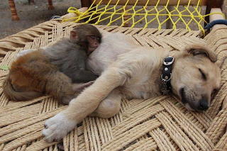Perro y mono