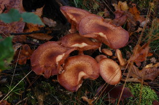 Autumn mushrooms