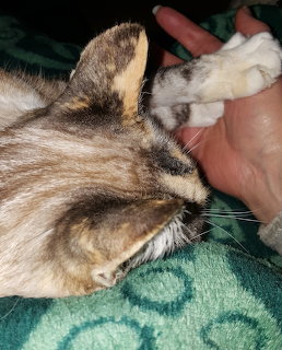 nisse