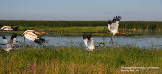 WC juvenile in flight-ICF