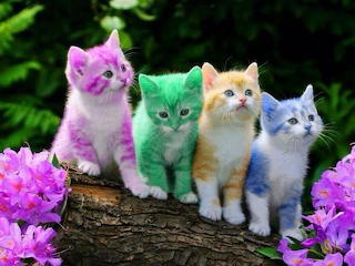 Wp4412472-rainbow-kitten-wallpapers