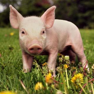 Piglet-grass-dandelions-01-b21d7ef8f881496f8346dbe01859537e