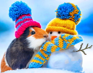 Unexpected winter friends