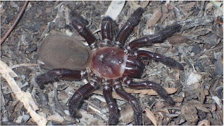 TrapdoorSpider rf QldMuseum