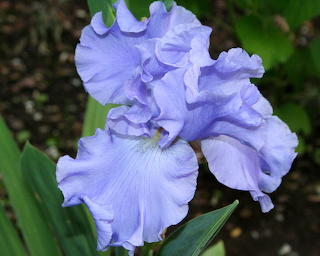 Blue Iris