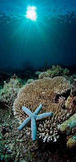 In the depths of the sea..