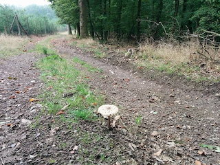 Mushroom