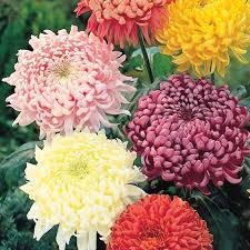 BUCHET DE CRIZANTEME