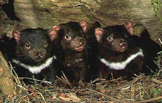 Tasmanian devil joey