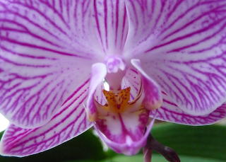 Orchidee 1