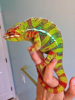 Panther chameleon