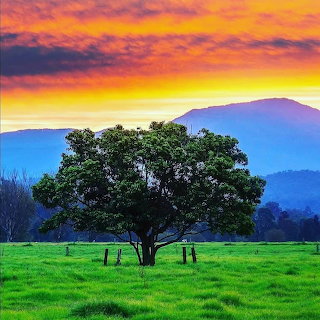 Tree in sunset