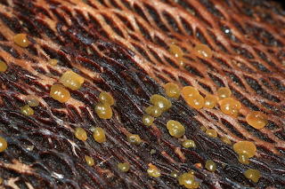 Droplet fungi