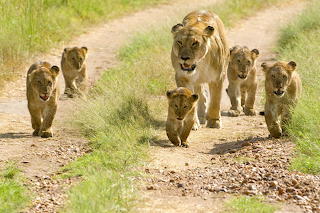 Leones