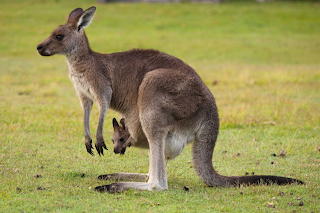 Kangaroos