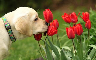 Dog flowers tulips