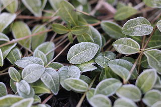 Leaves-