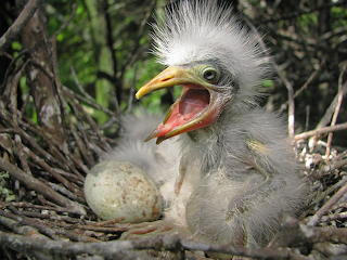 ugly bird