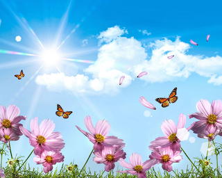 Spring butterflies