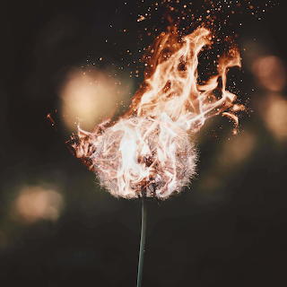 Dandelion & Fire