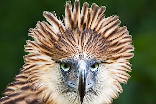 Dodo bird
