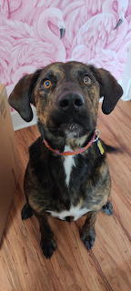 Cutest Foster