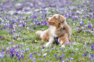 Dog in the field