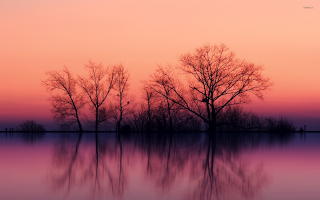 Sunset Trees