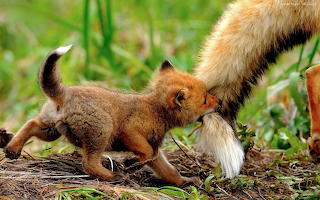 Animals