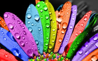 744093__colorful-designs-petals-flower-wallpapers-objects-cartoo