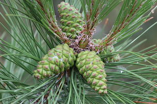 Young Pine Cones