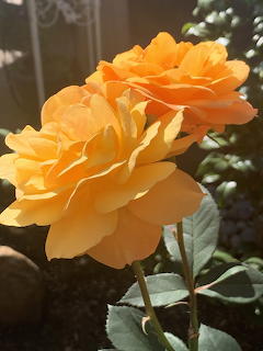 Roses