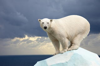 Polar Bear